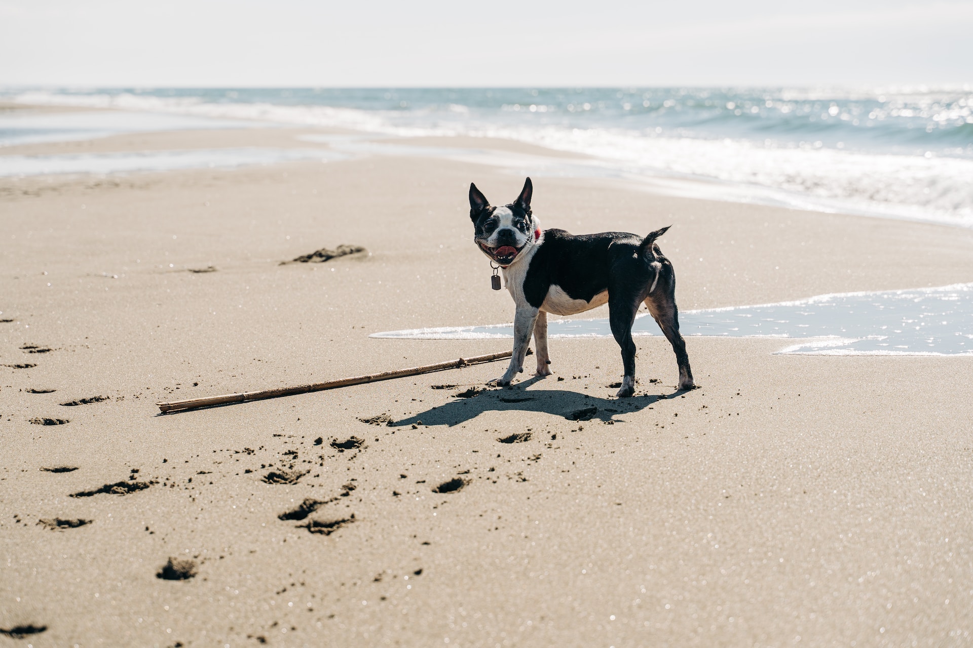 Keep Your Pup Safe This Summer: 10 Essential Safety Tips for Dogs