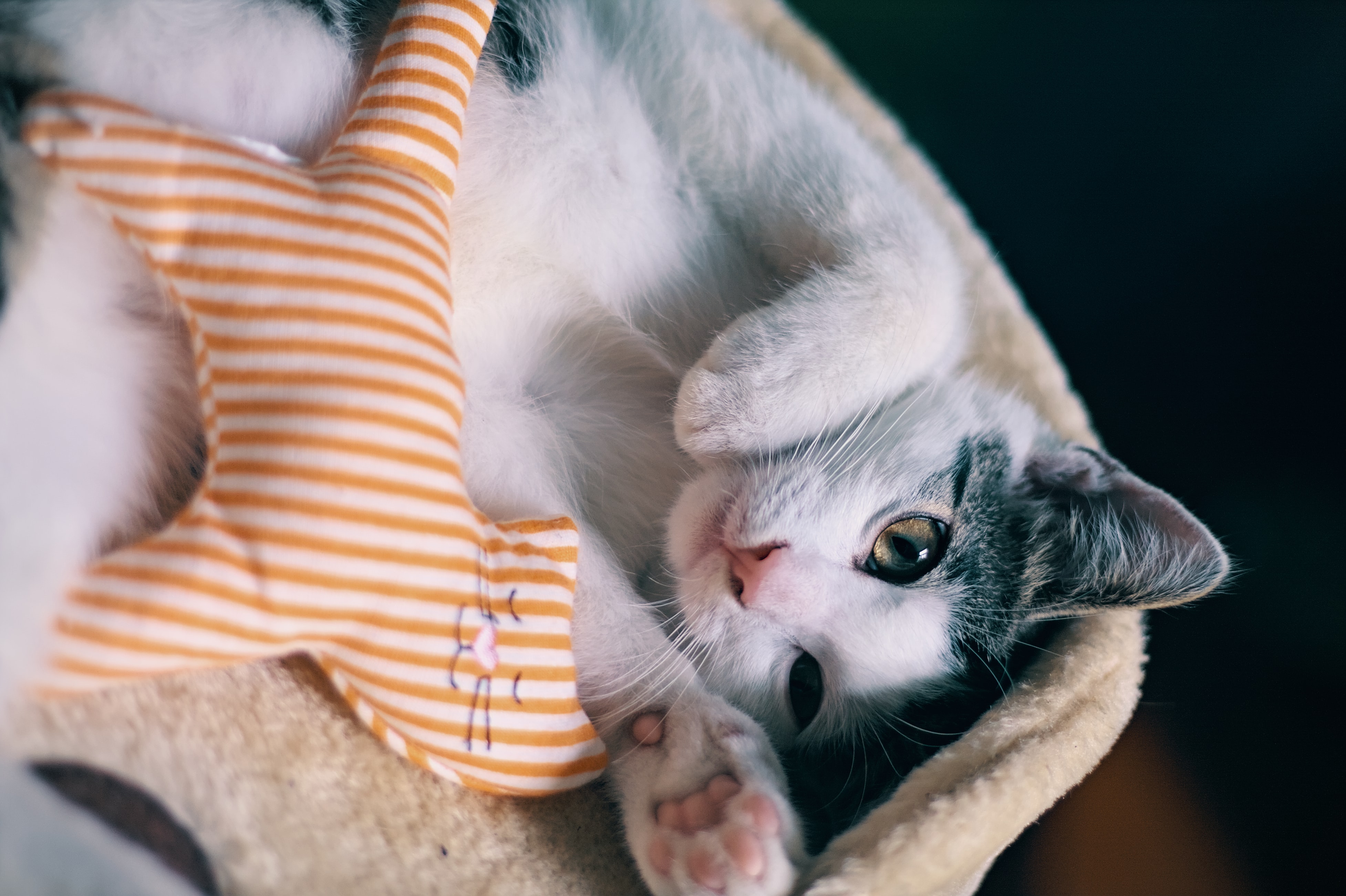 Liver Disease in Pets