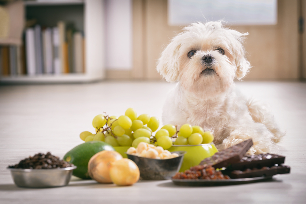 Pet Poison Prevention and Treatment in Palmetto