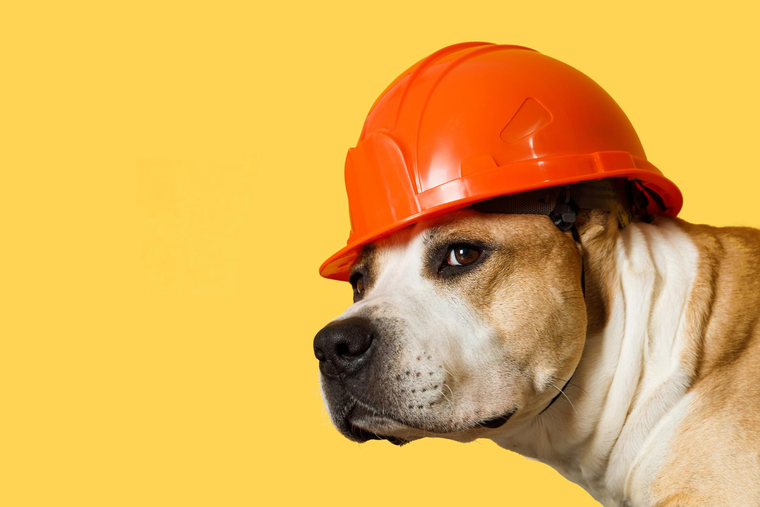 Pet Safety: How to Keep Your Pet Safe During Fireworks and Thunderstorms