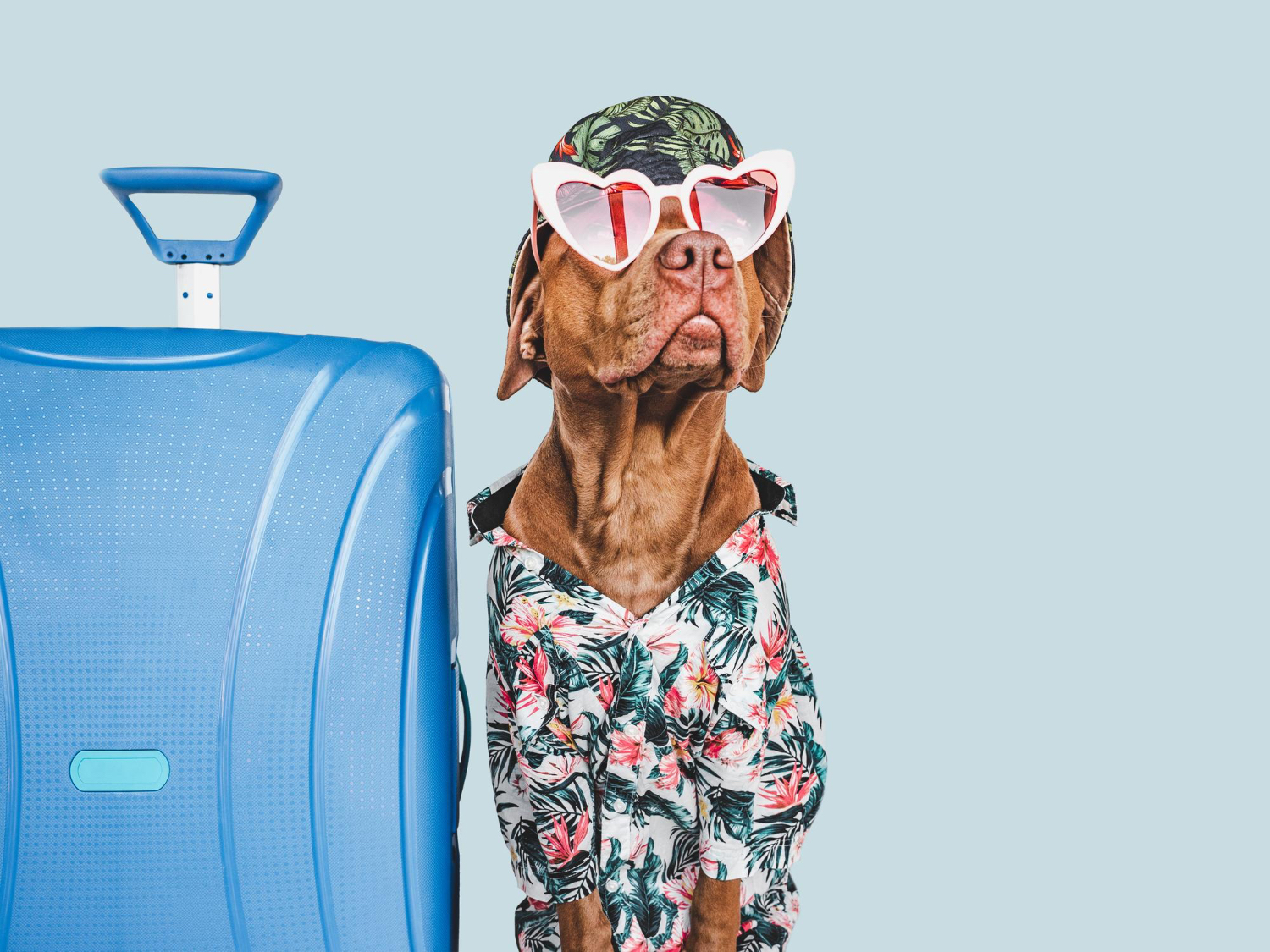Pet Traveling: How to Prepare Your Pet for a Long Trip