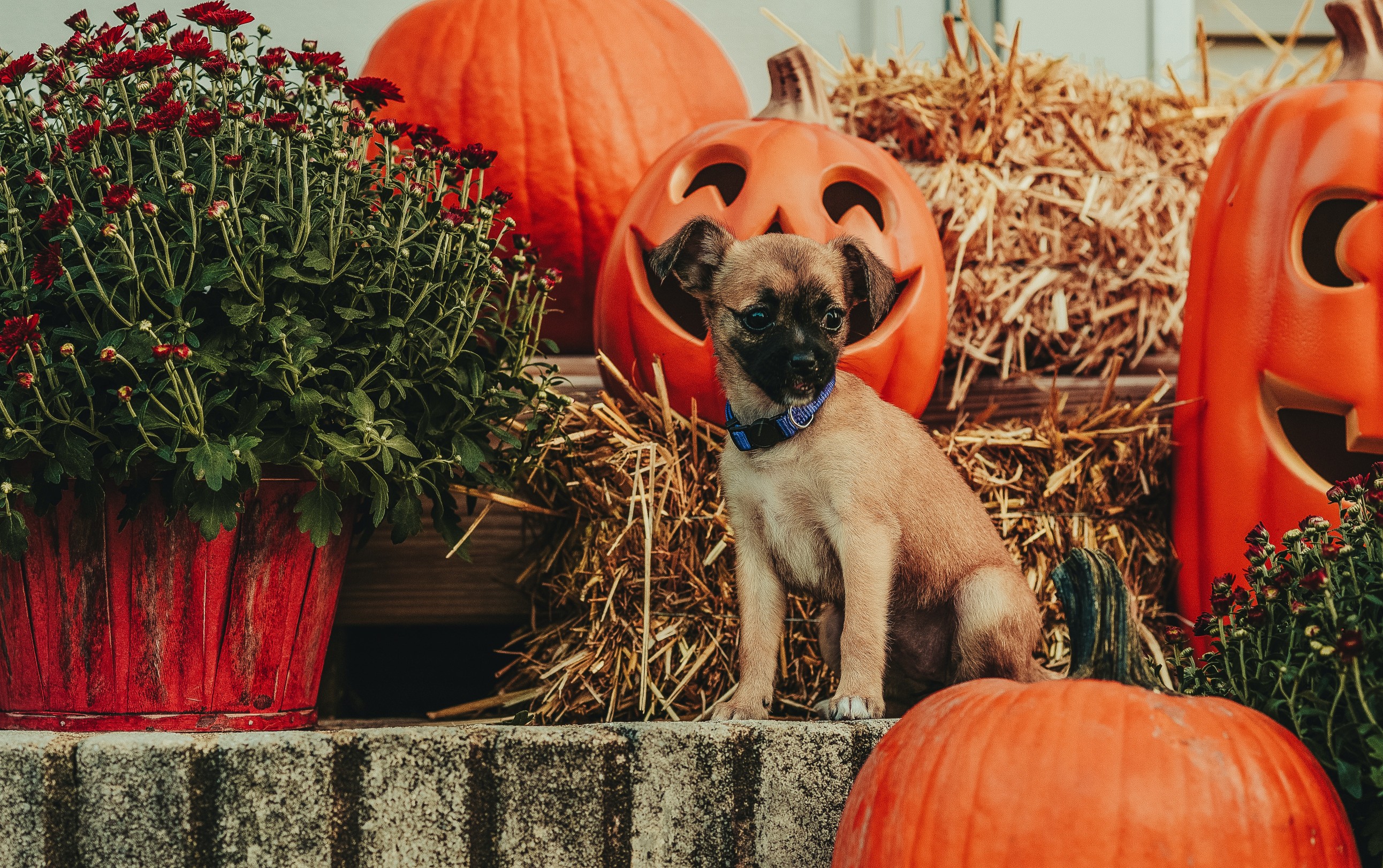 Pets And The Dangers Of Halloween