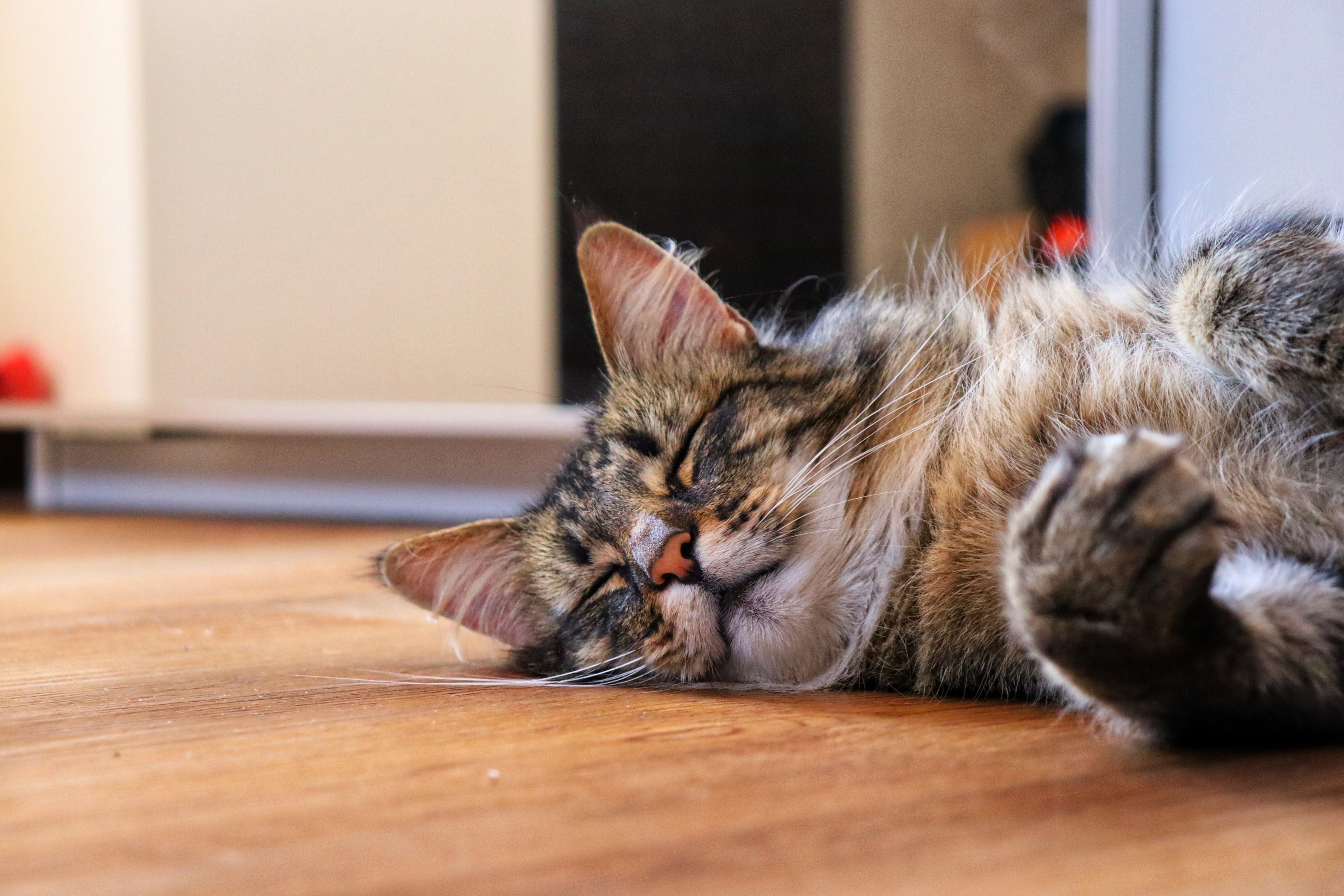 Reasons Your Cat is Vomiting