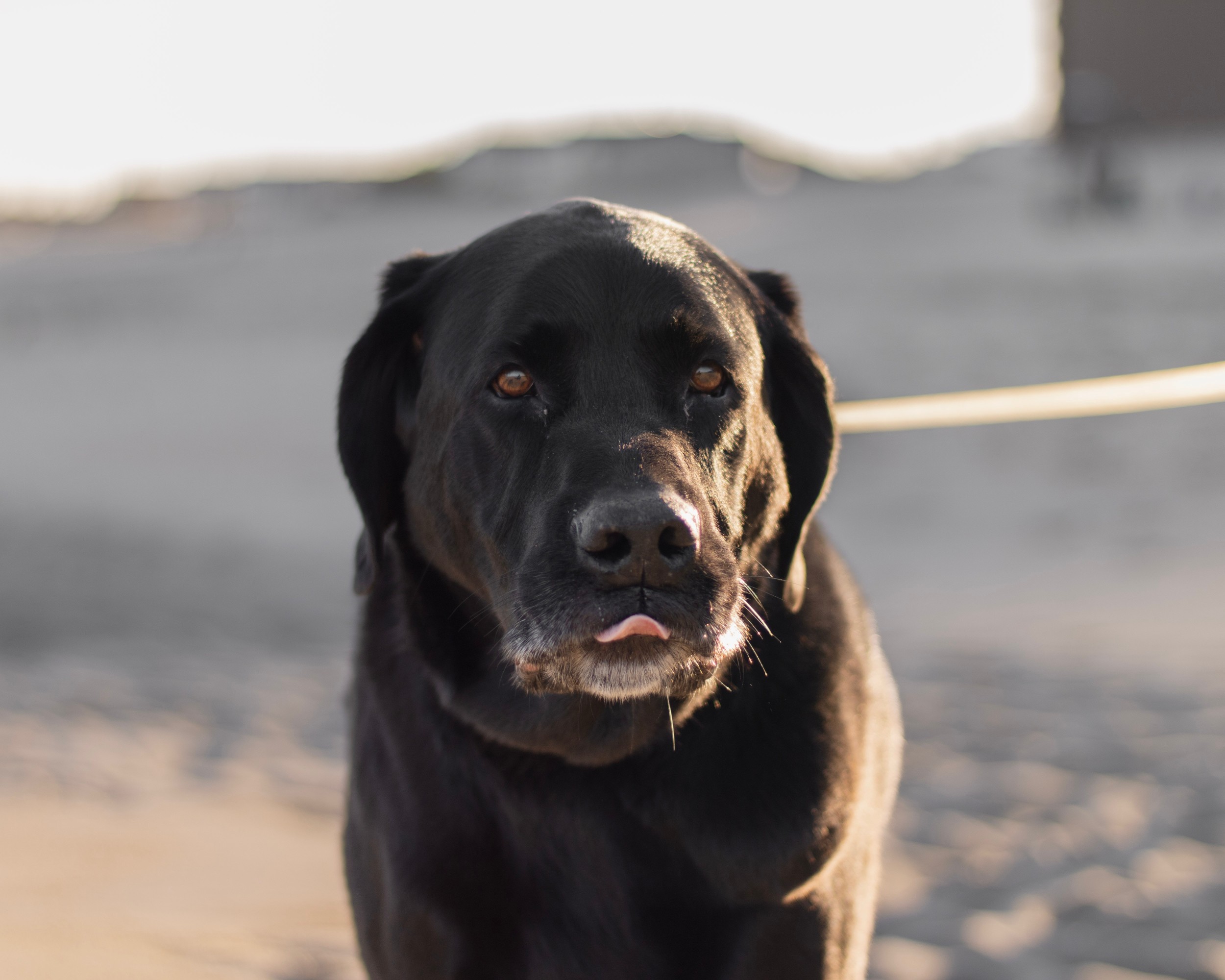 Senior Dogs 101: Common Health Issues to Look Out For