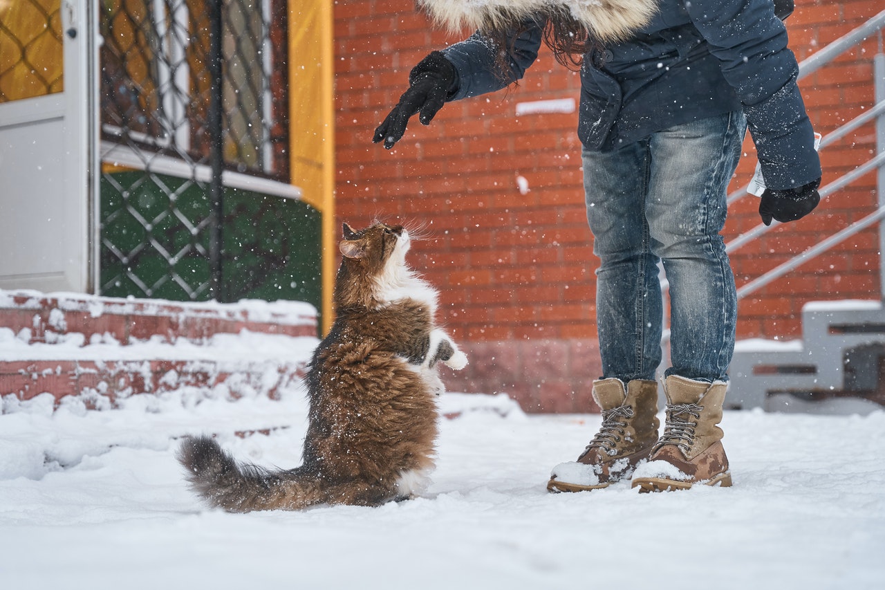 Should I take my cat to a vet in Palmetto, GA or are they just fat?