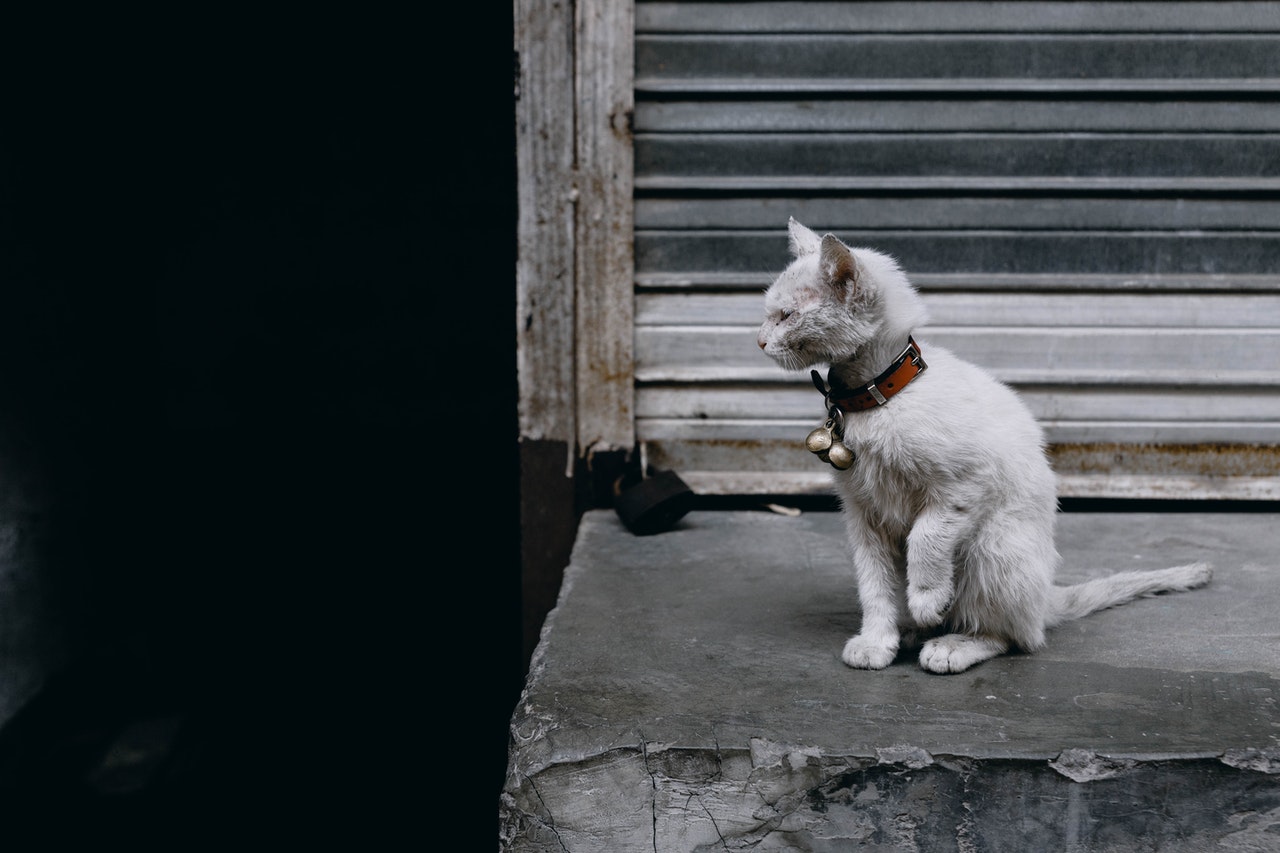 Should I take my pet to the vet if his eyes look cloudy in Palmetto, GA