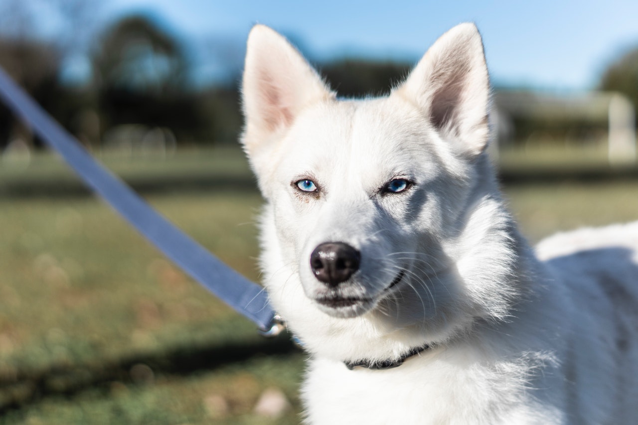 Should I Take My Pet with Ear Hematoma to a Vet in Palmetto, GA?