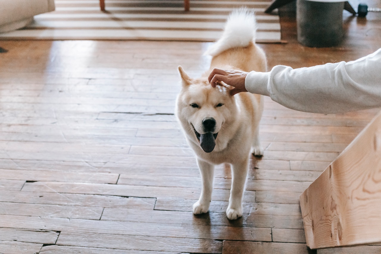 Spaying and Neutering your pet by a vet in Palmetto, GA, what you need to know