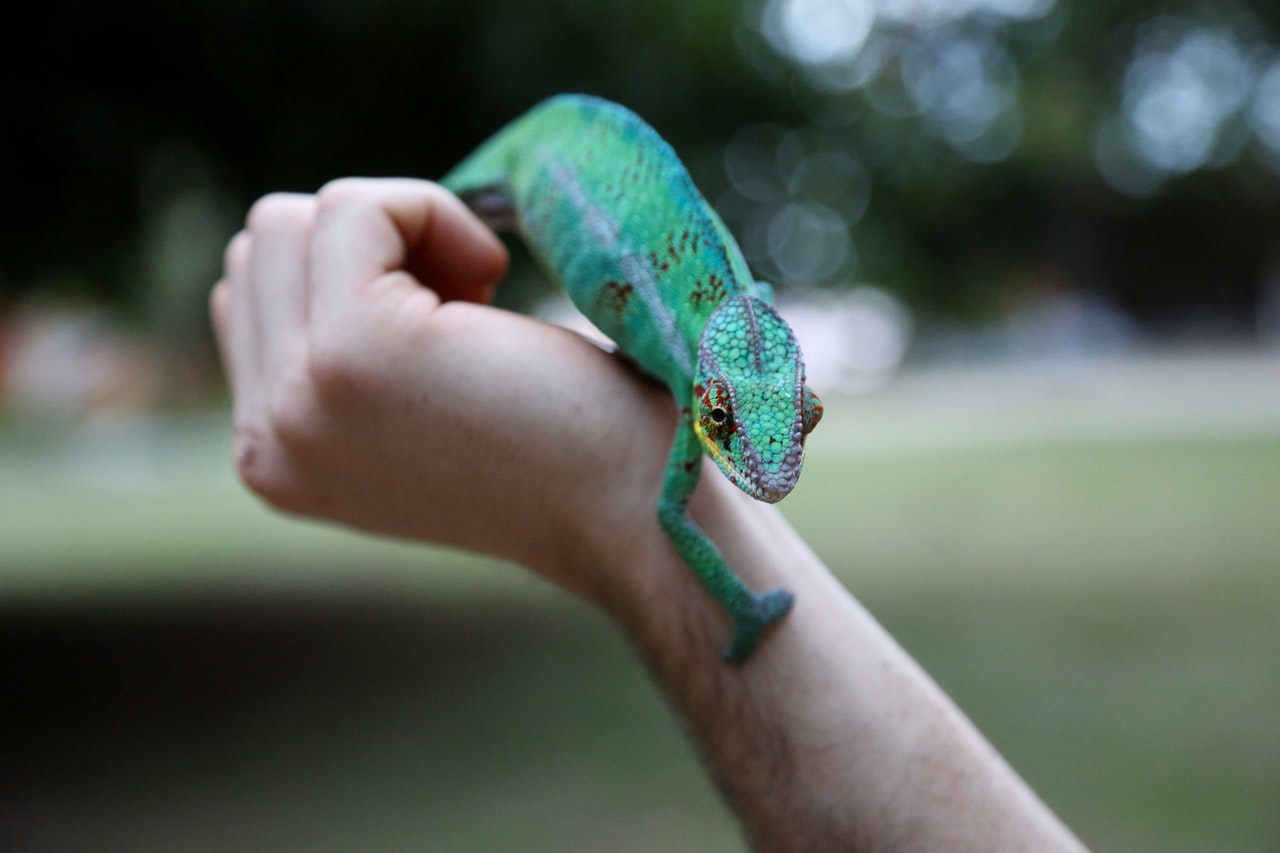 Talking to your vet before getting a Niche Pet in Palmetto, GA