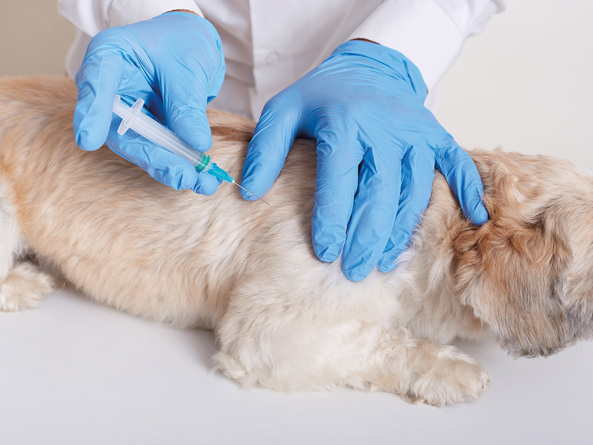 The Importance of Blood Testing in Pets at Palmetto, GA