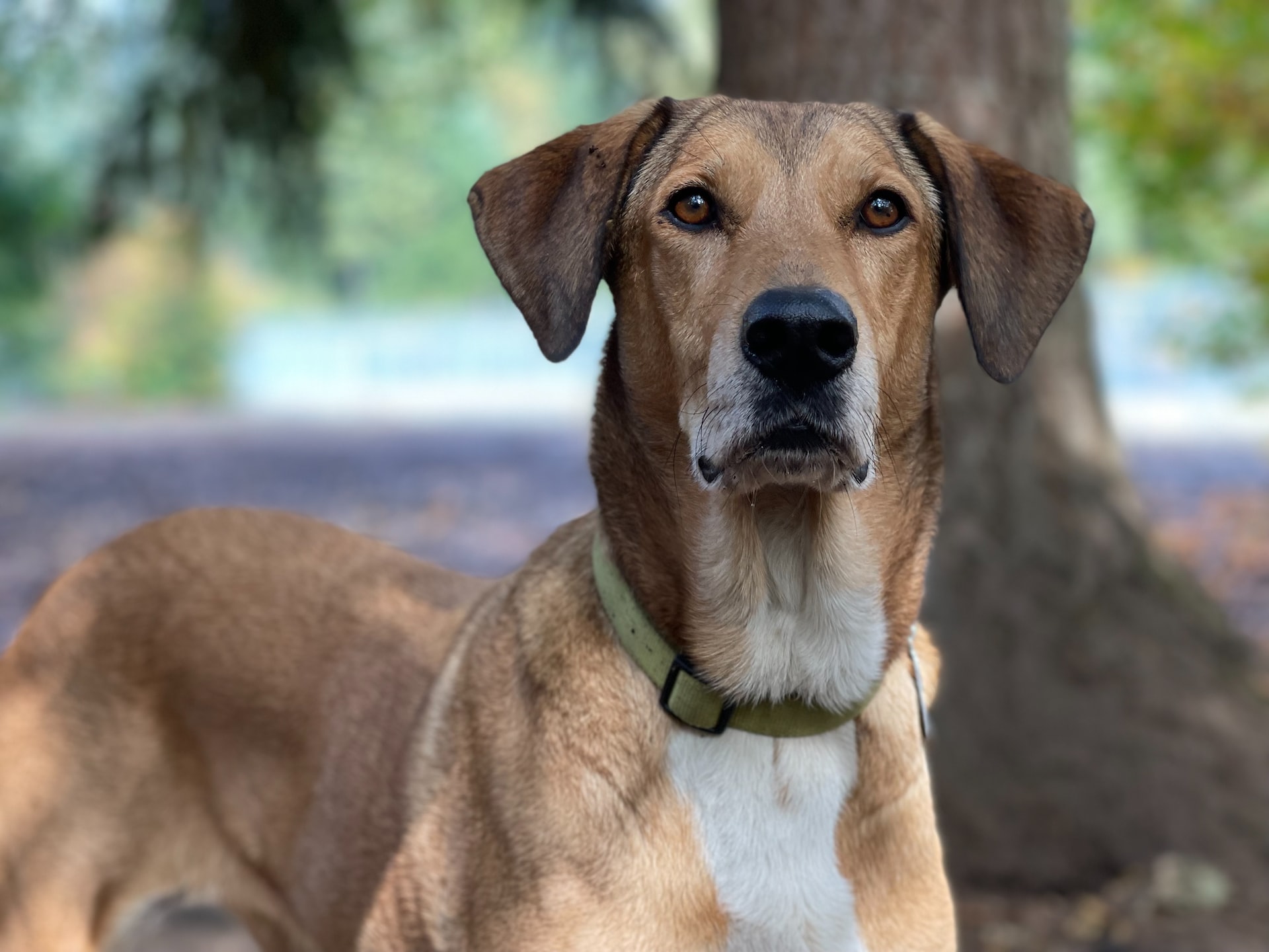 The Most Common Pet Dermatology Issues and How to Treat Them