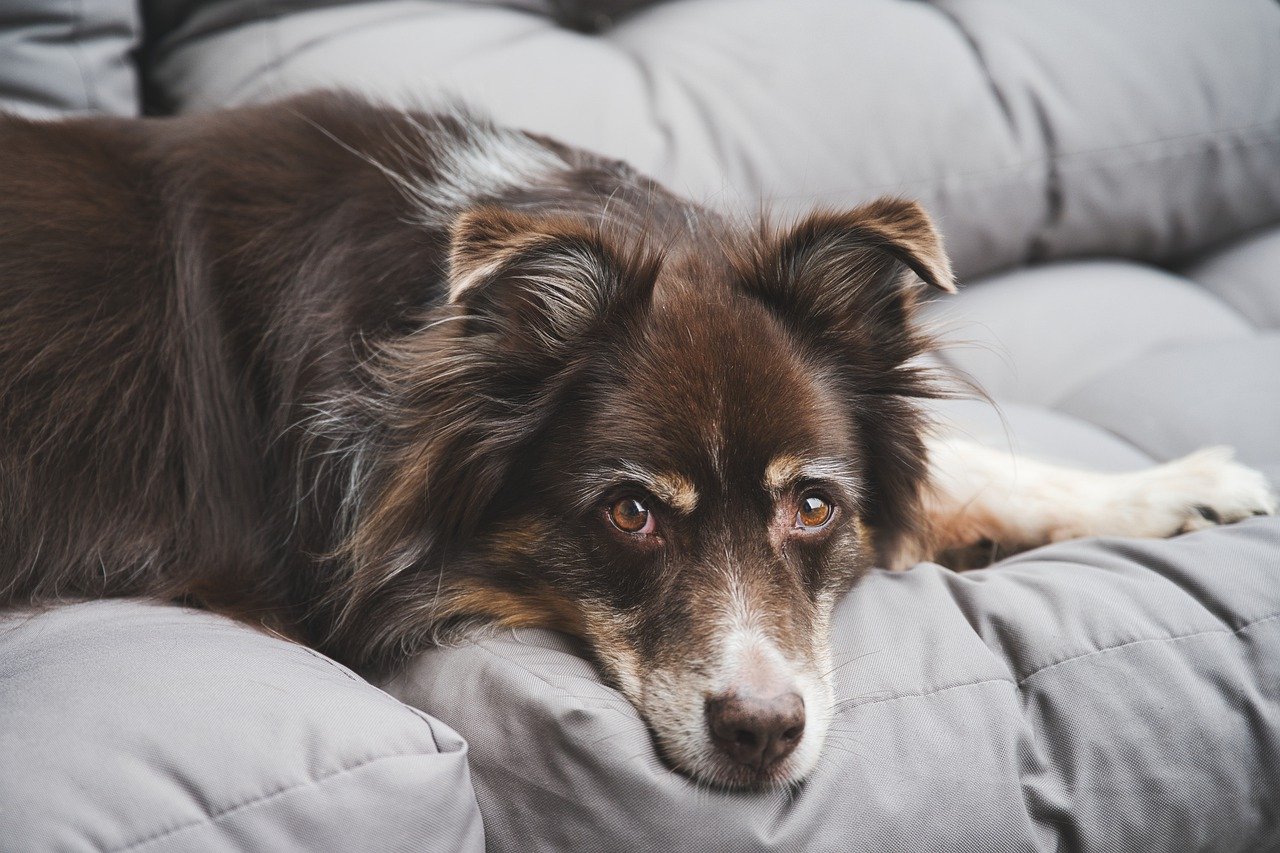 Top 5 Skin Issues Pets suffer from in Palmetto, GA