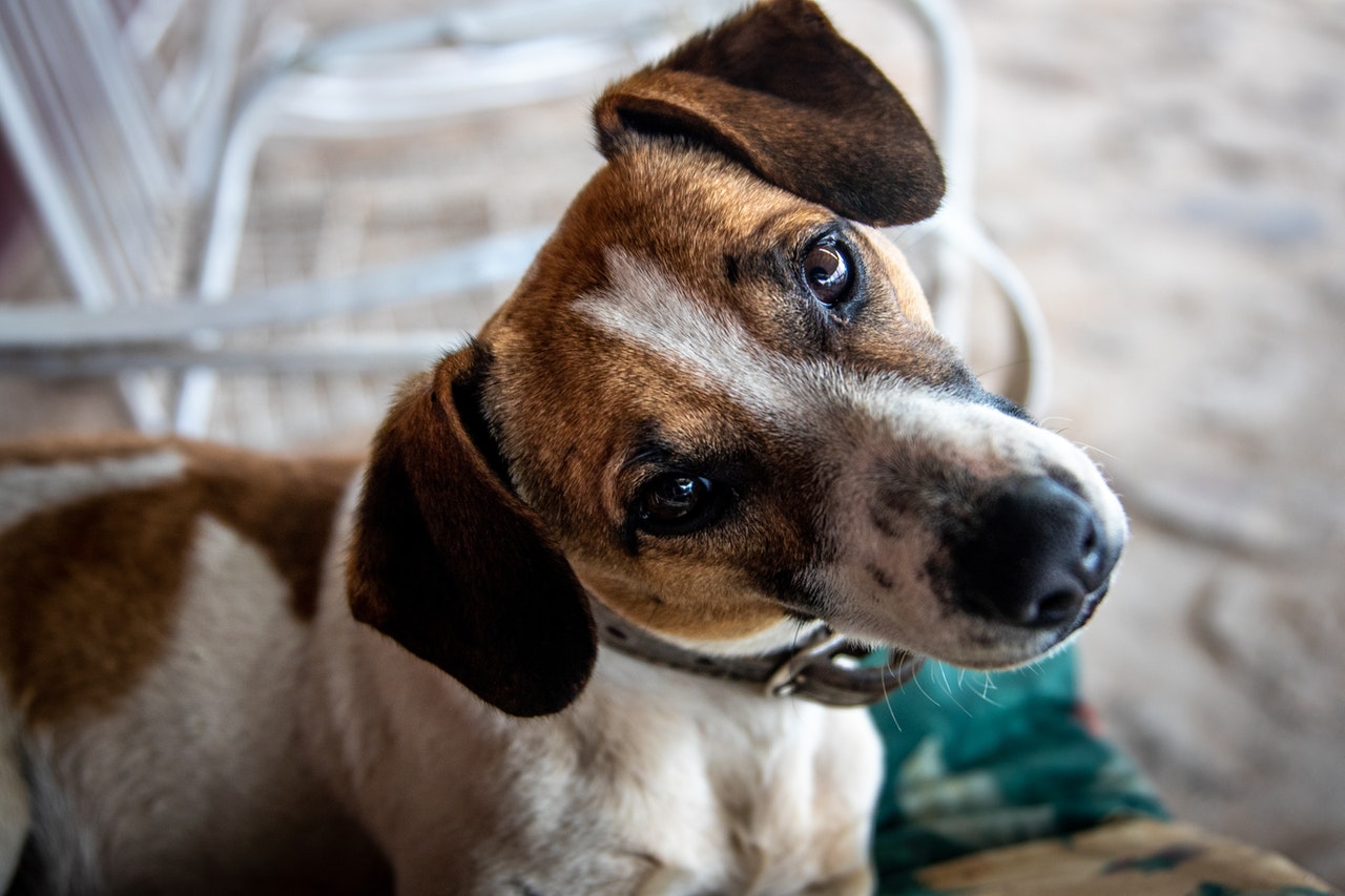 What Core Vaccines does my pet need in Palmetto, GA