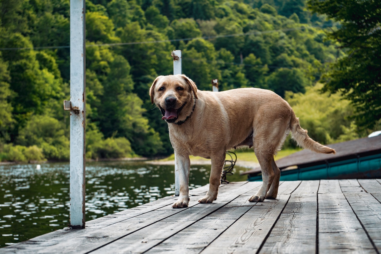 What to do when your Pet has Diabetes in Palmetto, GA