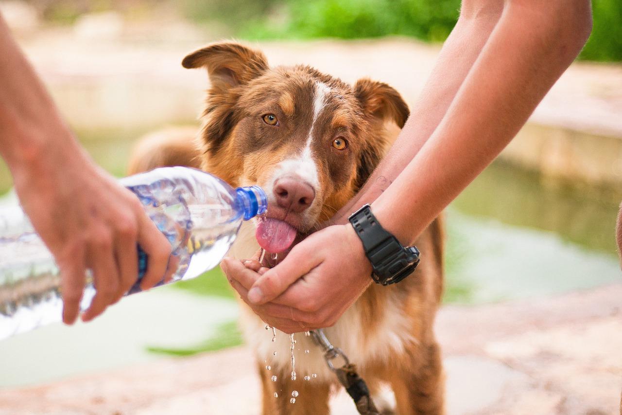 What you need to know about Dog and Cat dehydration in Palmetto, GA