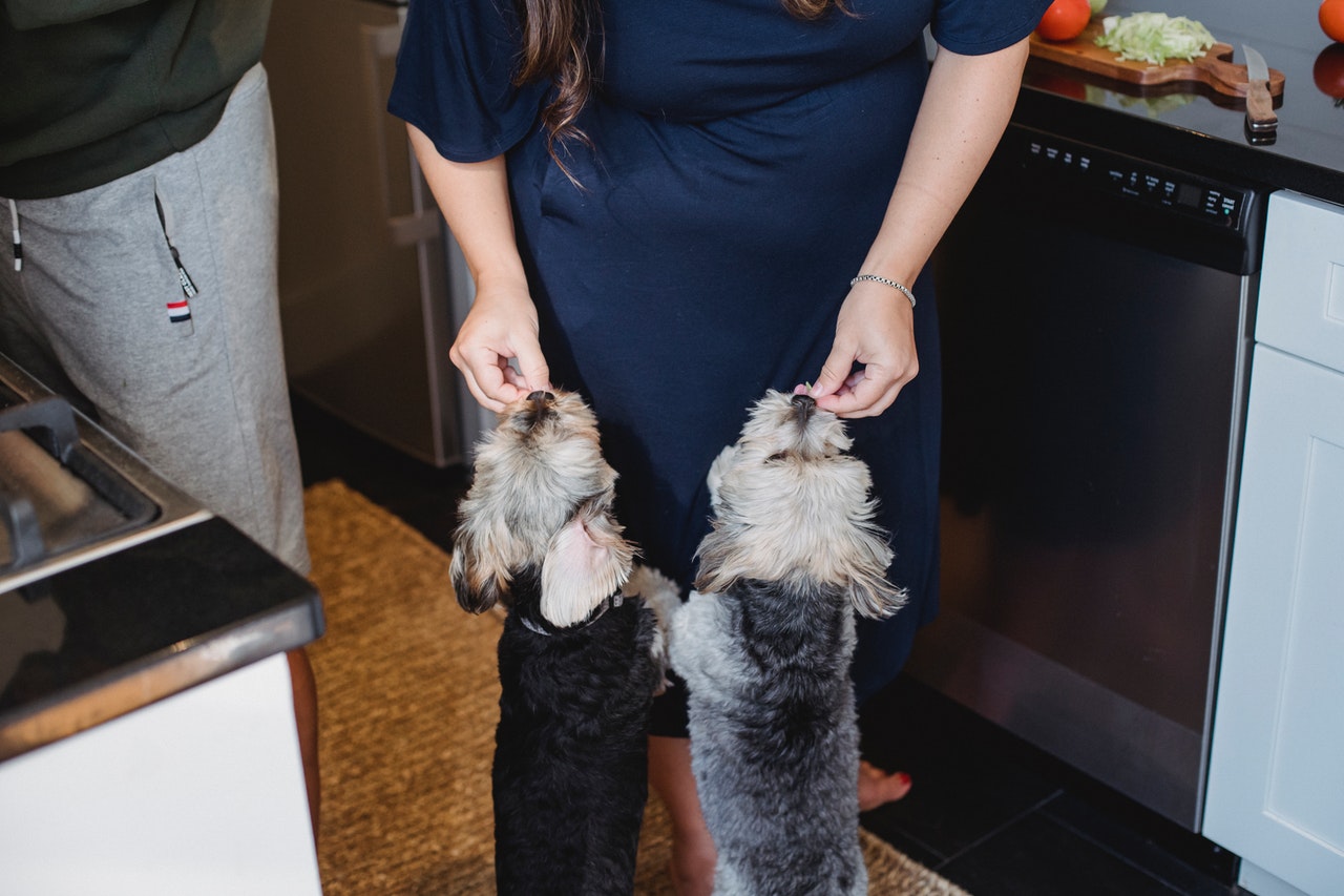 What you're feeding your pet in Palmetto, GA can lead to a vet visit