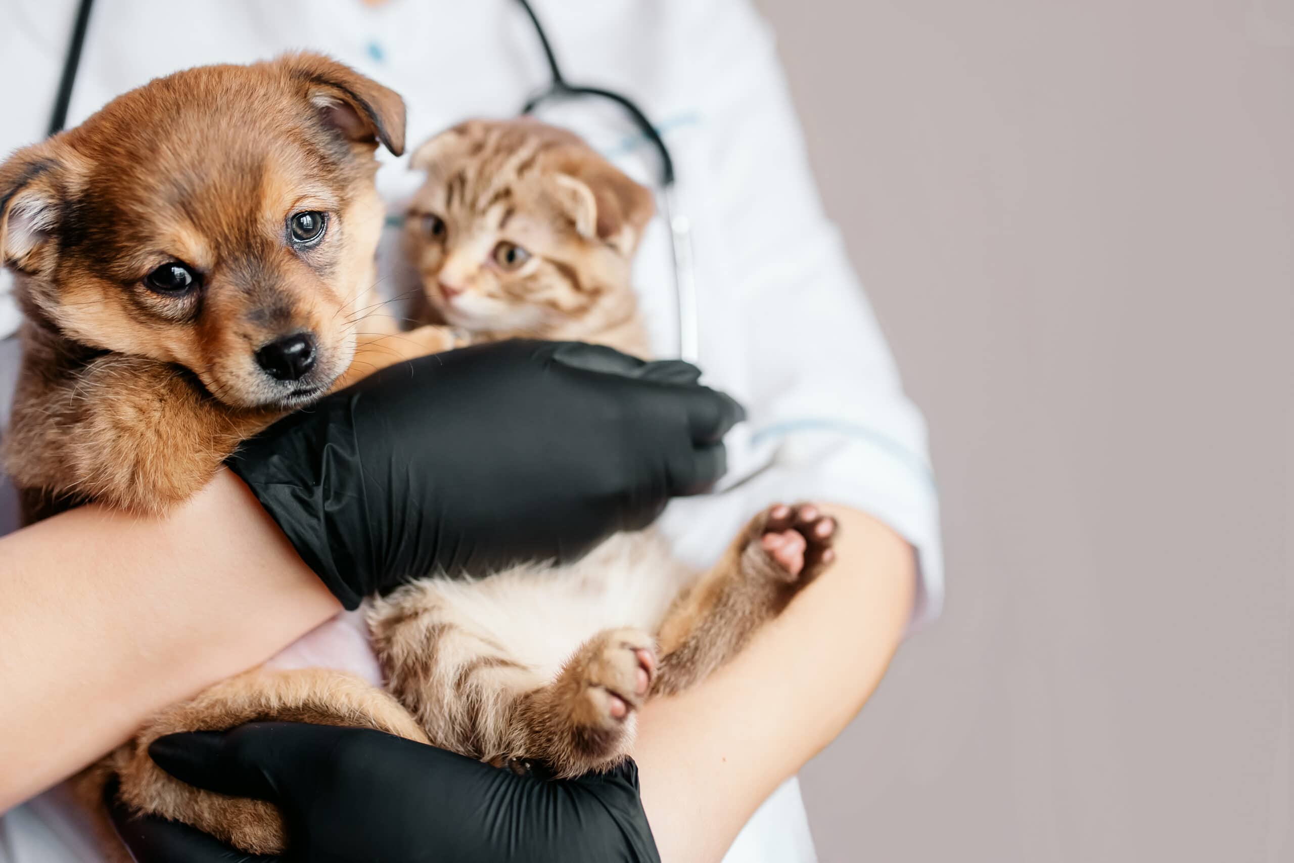 Why come to our Veterinary in Palmetto?