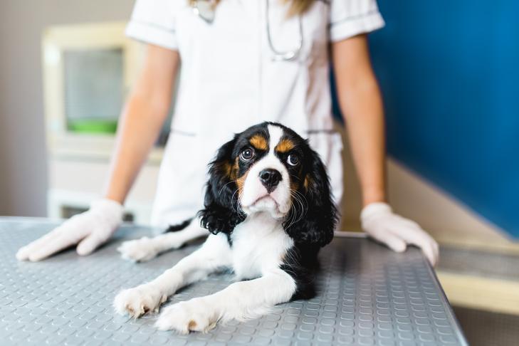 Why diagnostic tests for pets are important for a pet’s health in Palmetto, GA