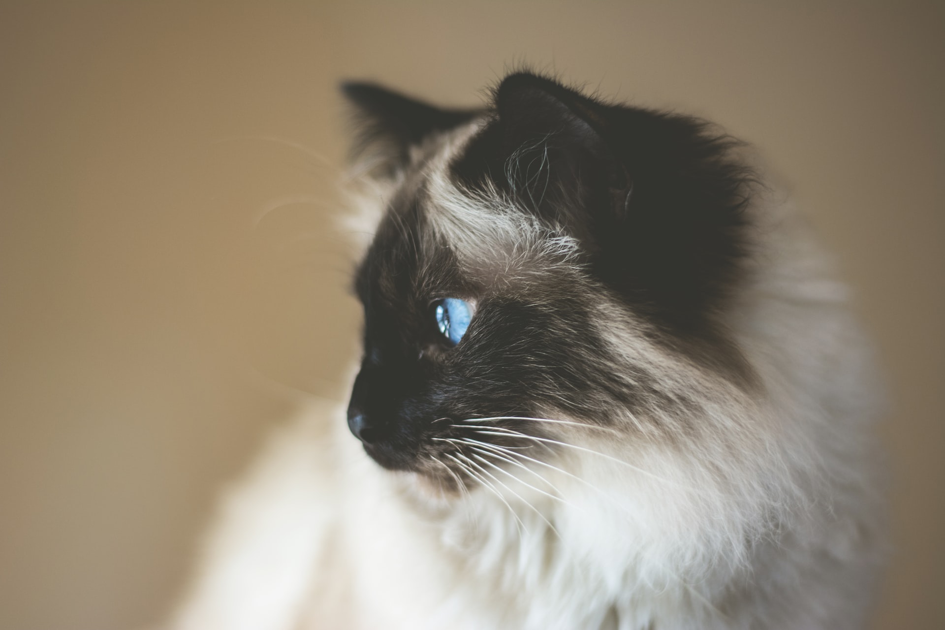 Why Grooming Your Cat is Essential for Their Health and Happiness