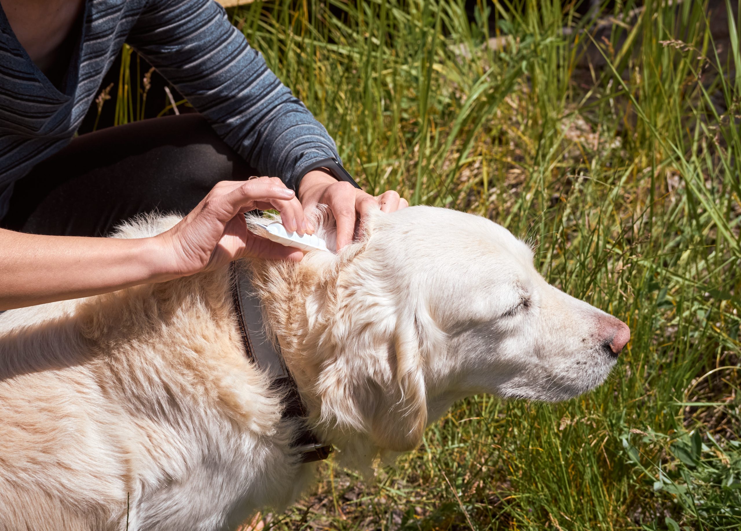 Why it's Important to take your Pet with Fleas to the Vet.