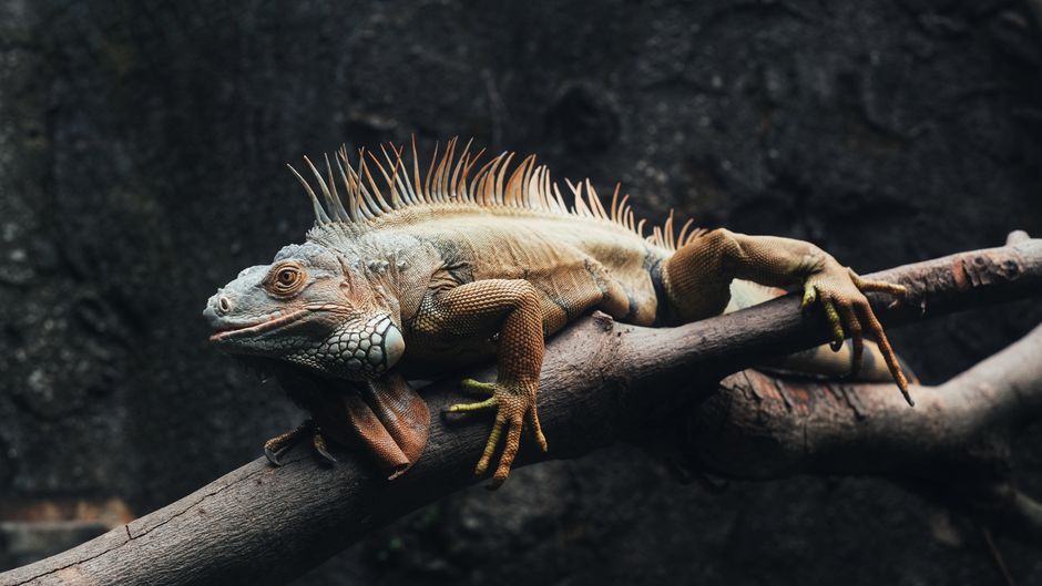 Understanding X-Rays for Exotic Pets in Palmetto