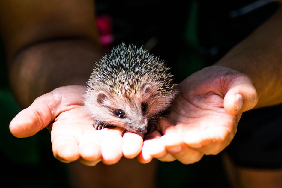 Preventing Heat Stress in Exotic Pets This August