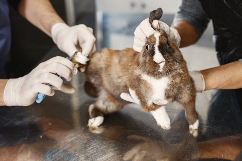 Is Your Exotic Pet Ready for Halloween Safety?