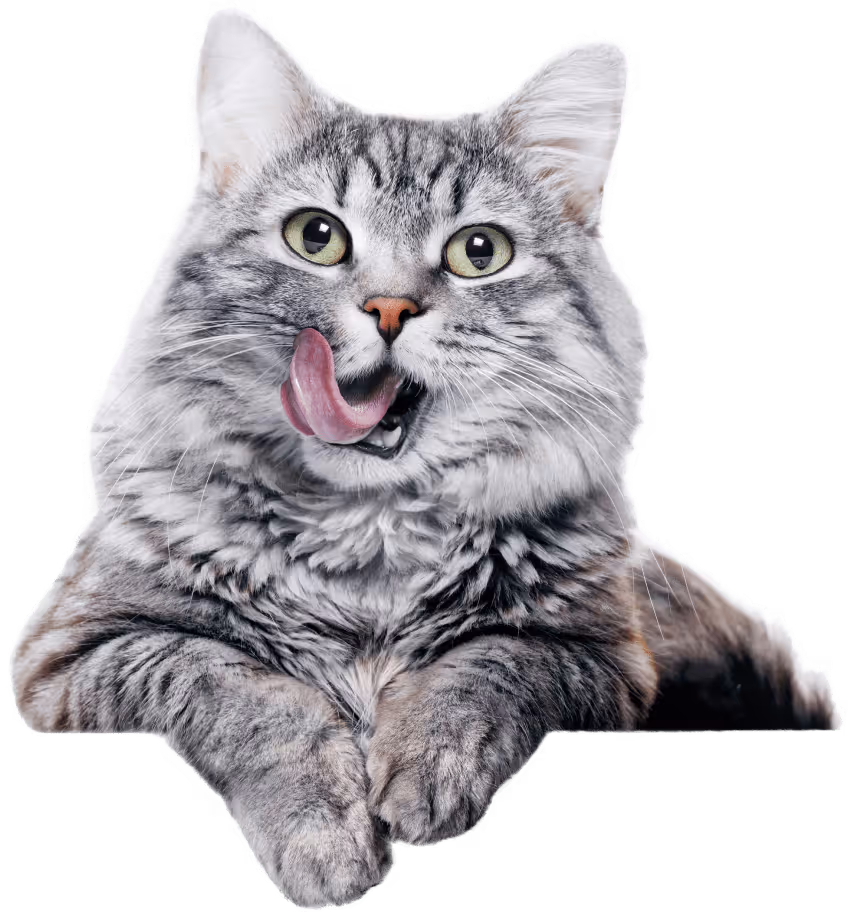 tails cat graphics case study main graphics