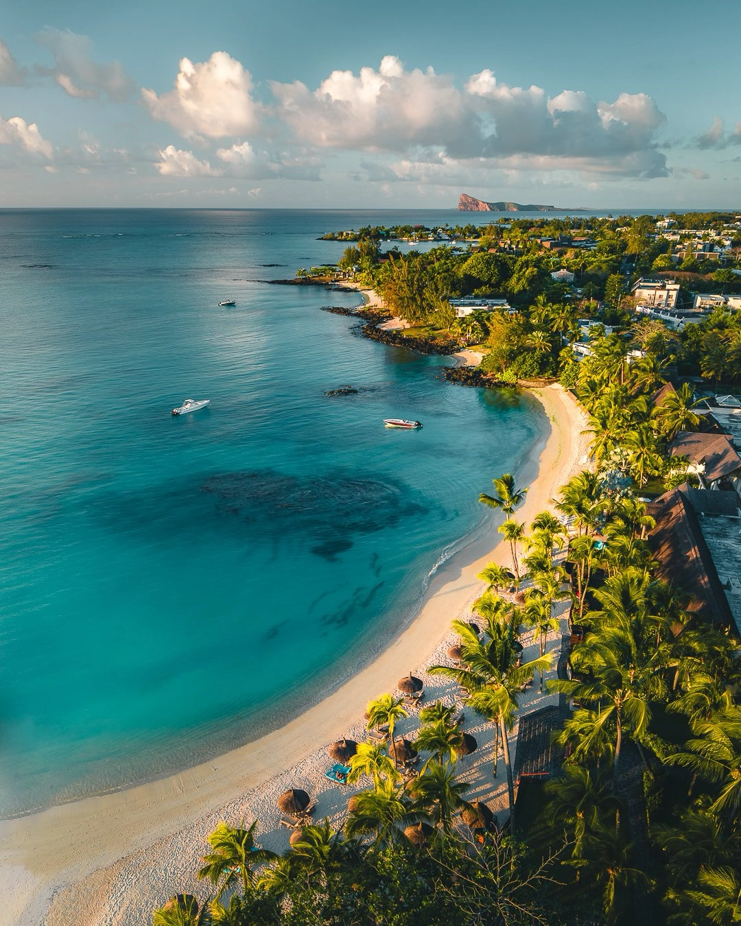 Royal Palm Beachcomber