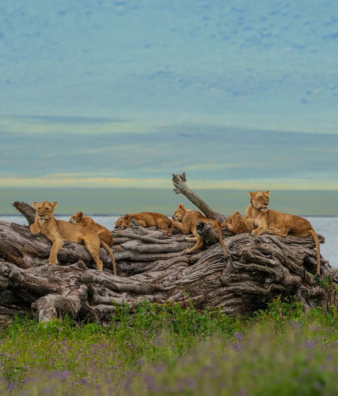 Laba Ngorongoro Lodge