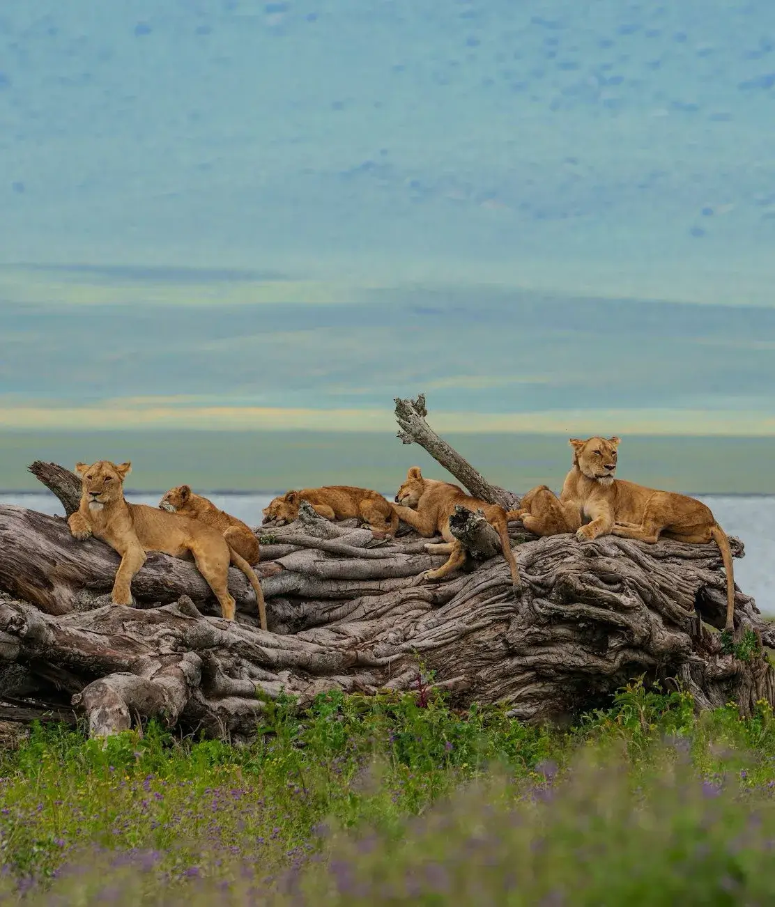 Laba Ngorongoro Lodge