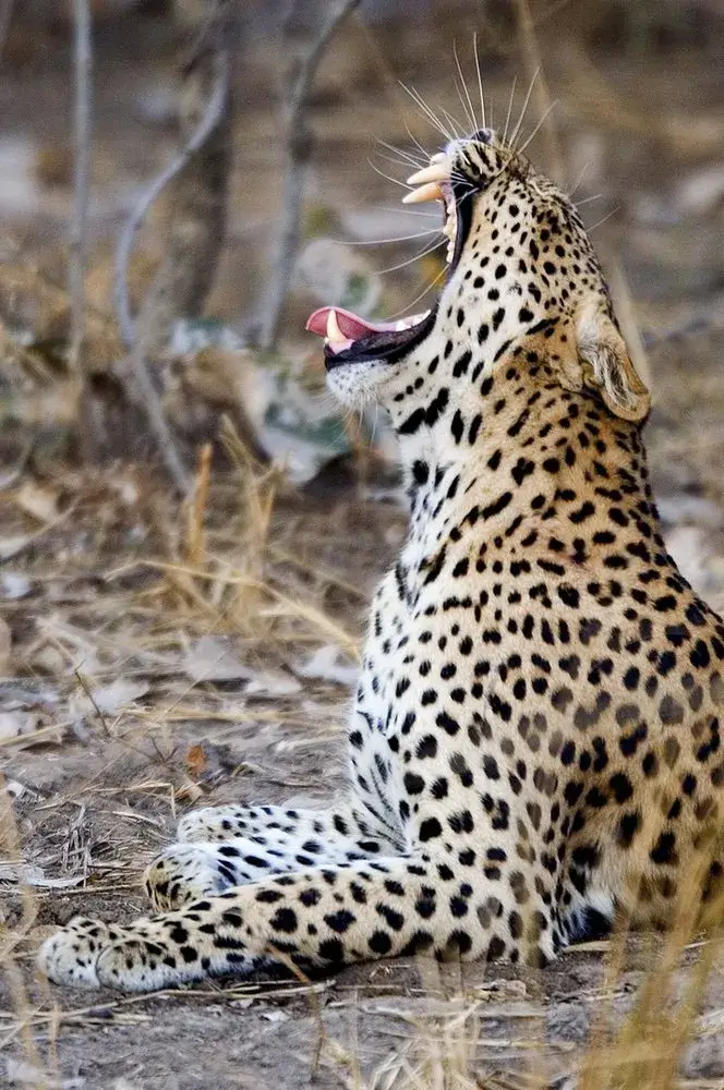 Luangwa River Camp