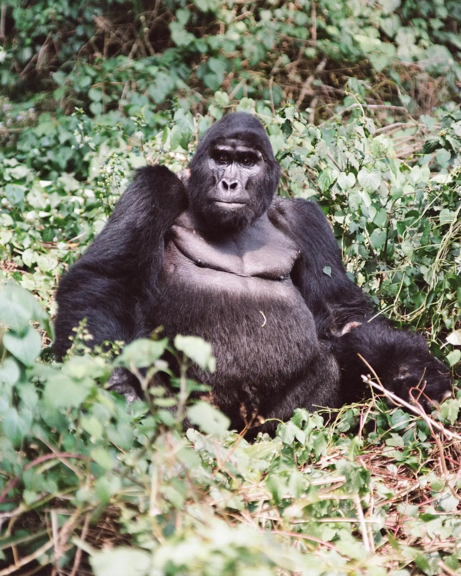 Bwindi Lodge