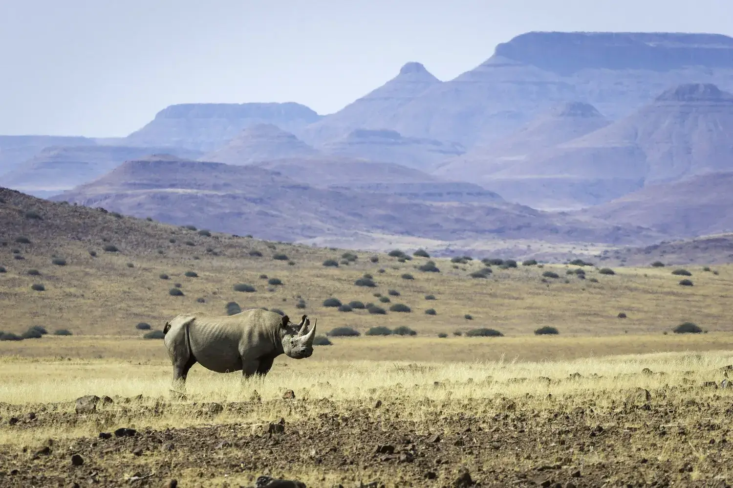 Desert Rhino Camp