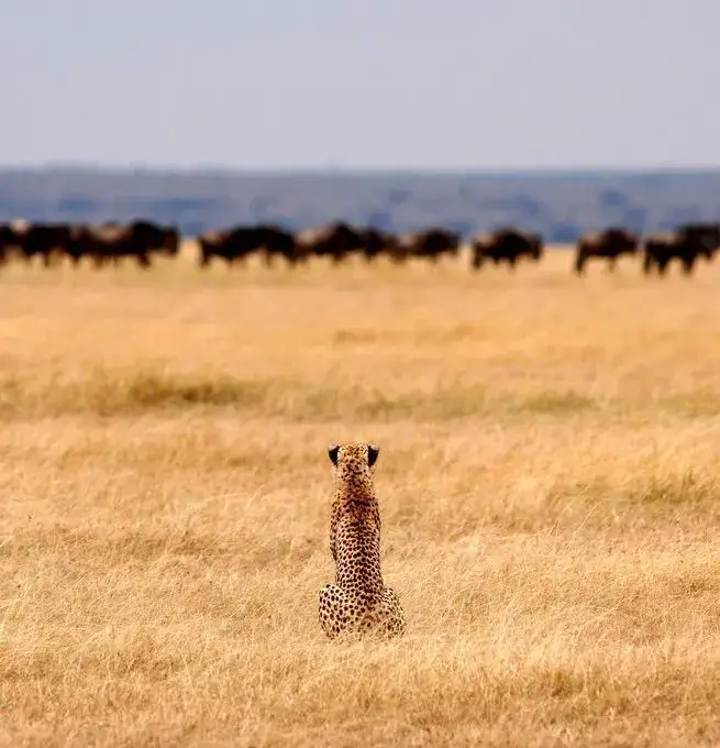 Serengeti Safari Camp
