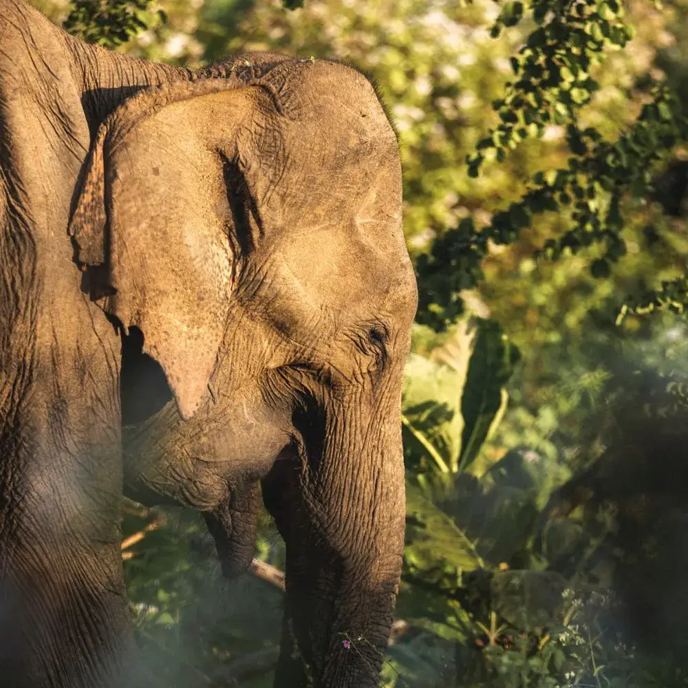 Sri Lanka