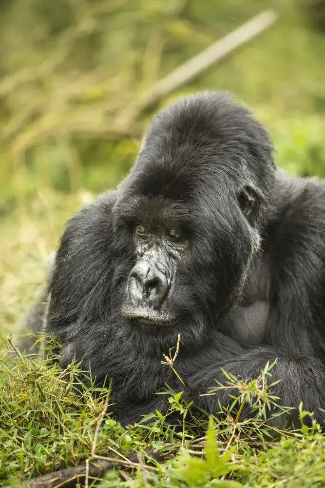 Rwanda