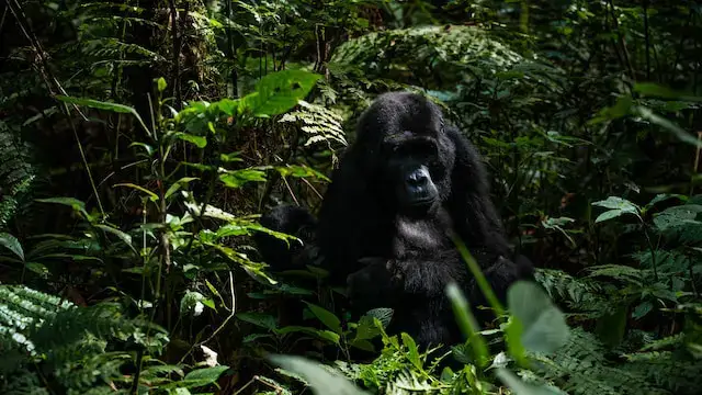 Uganda