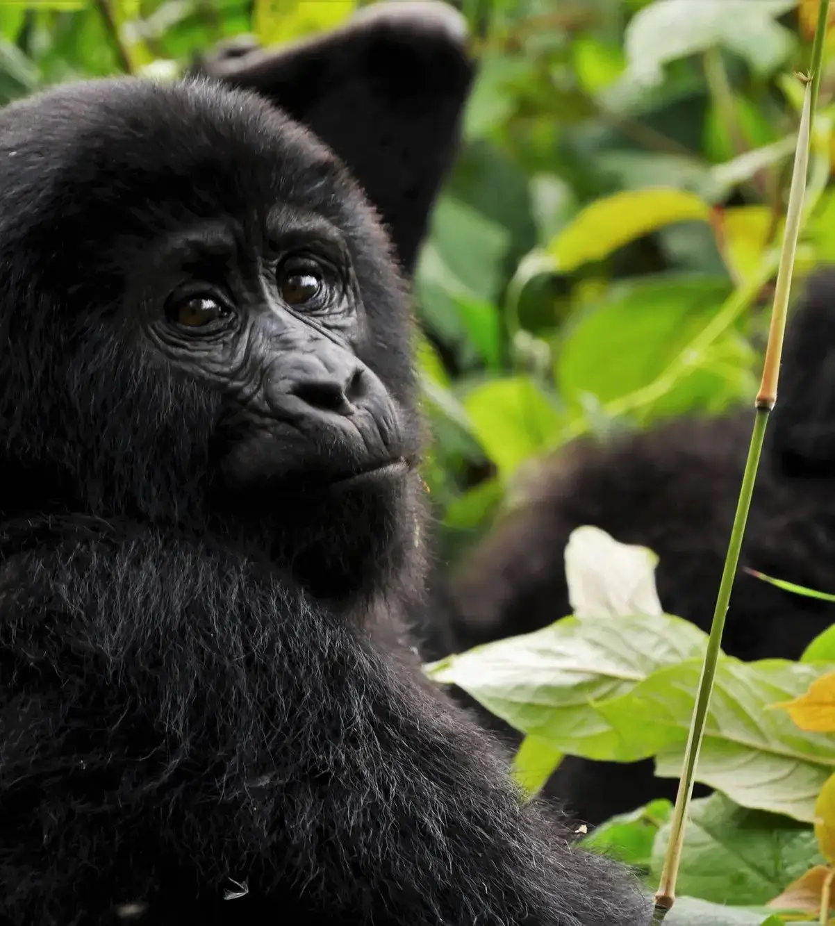 Uganda