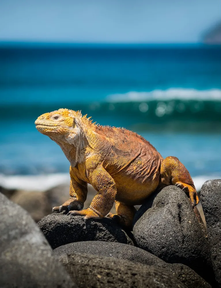 Equador