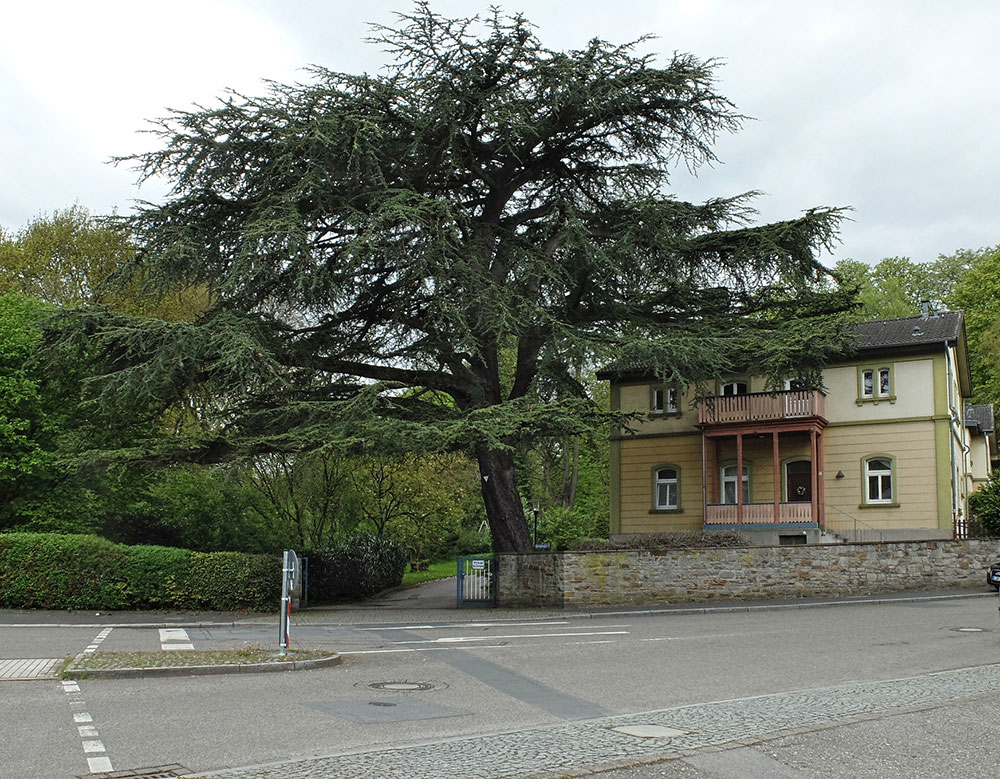 Immergrüne Zierde auf der Ruhrtalstraße