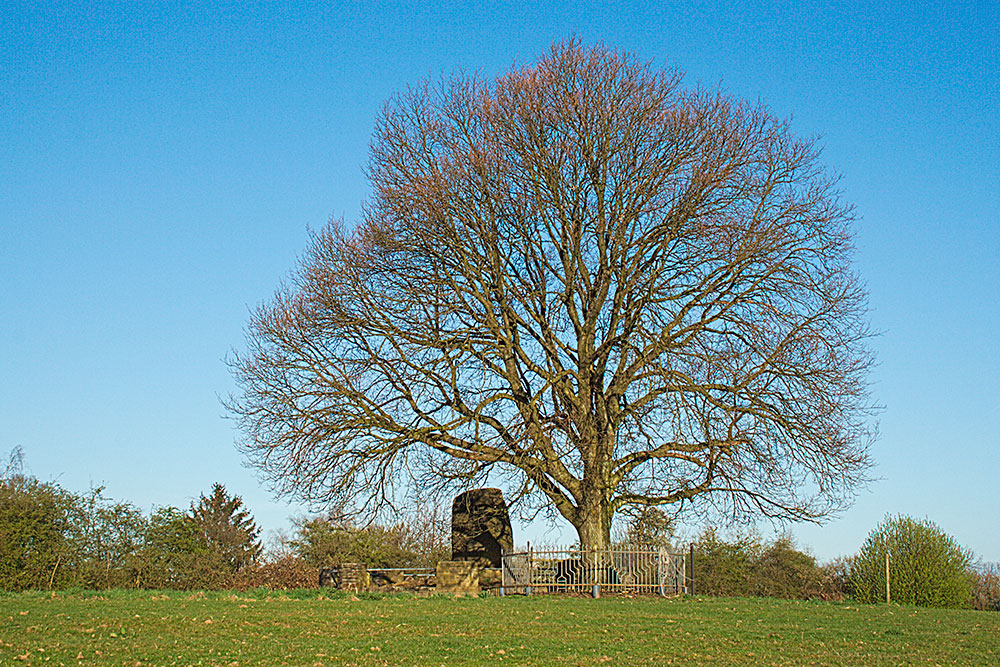 Historisches Naturschauspiel an der Meisenburgstraße Eiche