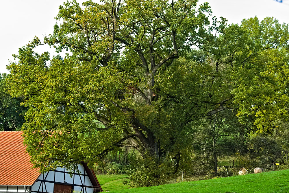 Idyllische Naturdenkmale am Südufer der Ruhr