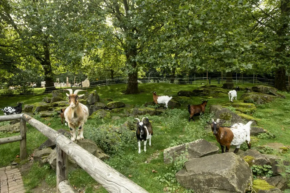 Sechs Ziegen im Kleintiergarten des Grugaparks in Essen