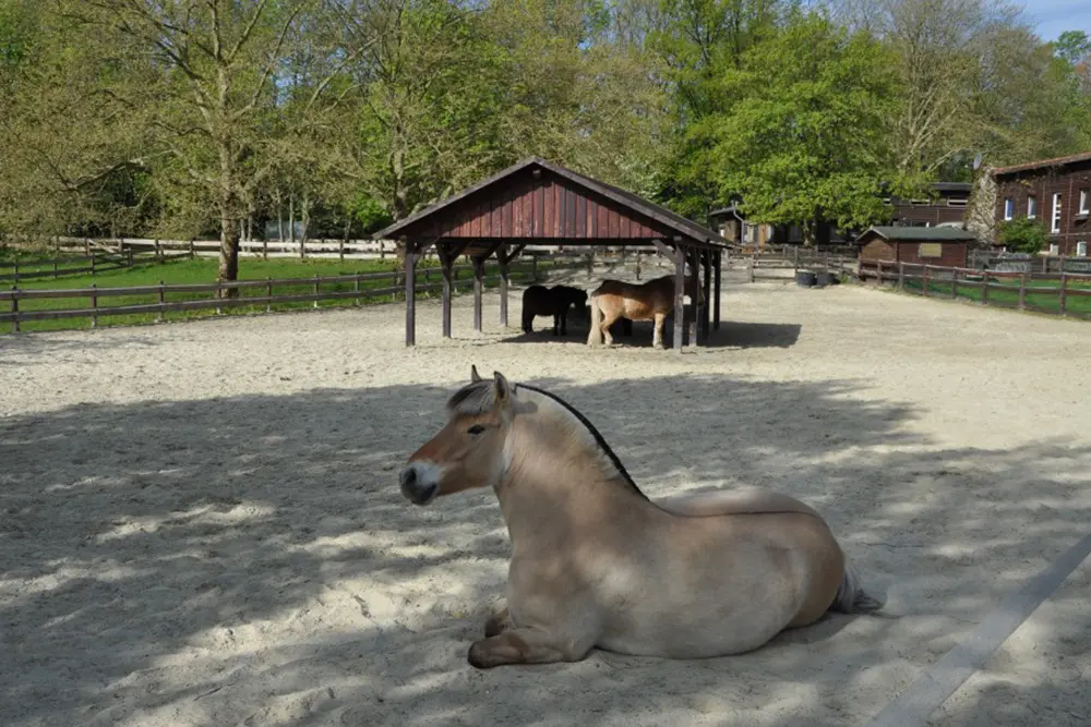 Ein Shetlandpony liegt auf dem Boden vor dem Stall auf dem Ponyhof im Grugapark, Essen