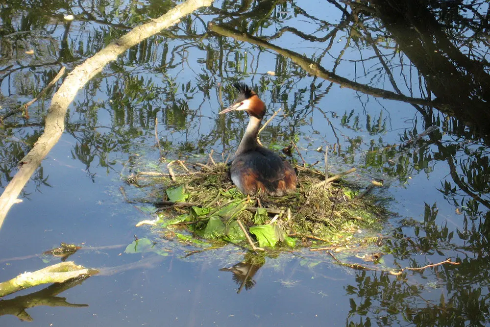Haubentaucher-Nest im Wasser, Vogelschutzgebiet Heisinger Bogen, Essen