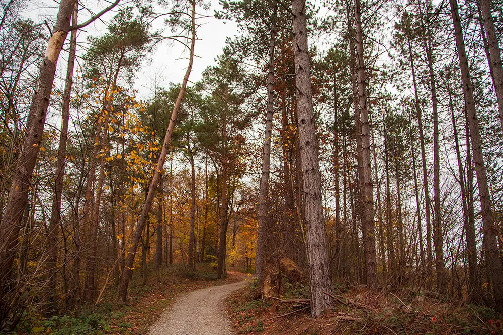 Buntes Landschaftsbild mit Weg im Wald umgeben von Laubbäumen, die ihre verfärbten Blätter abwerfen, Stadtwald Essen