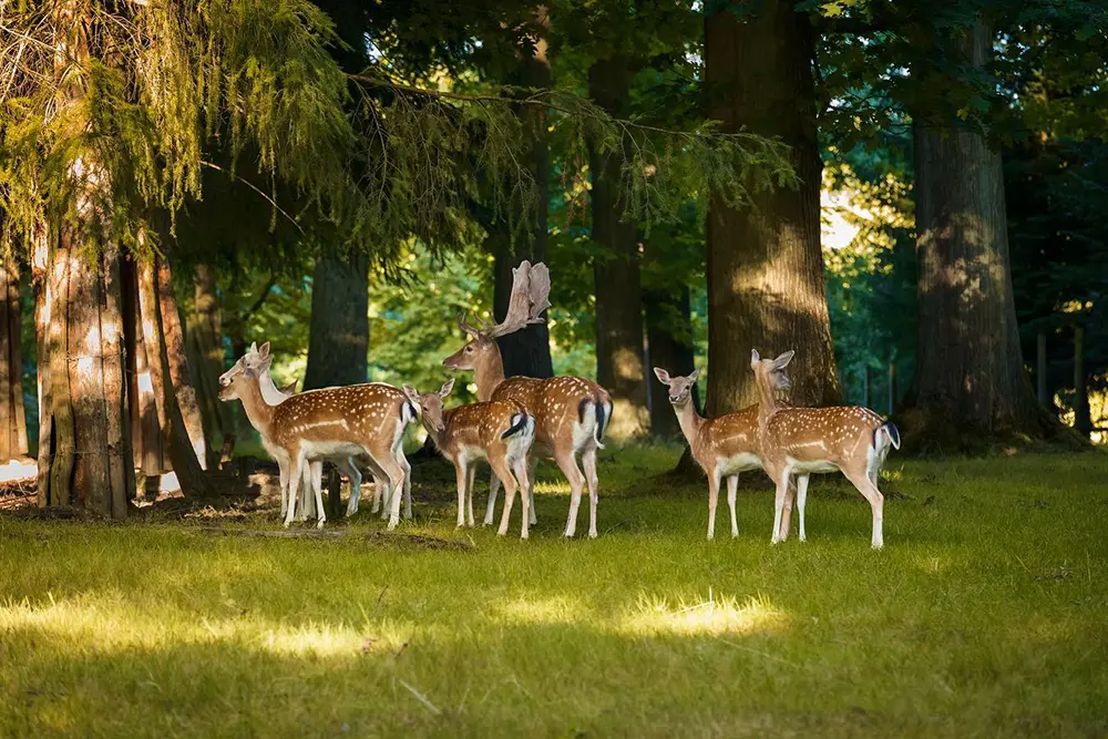 Rehe stehen in einem sonnenbeschienenen Wald und drehen ihre Köpfe, um neugierig und anmutig zurückzuschauen, Wildgatter Heissiwald 