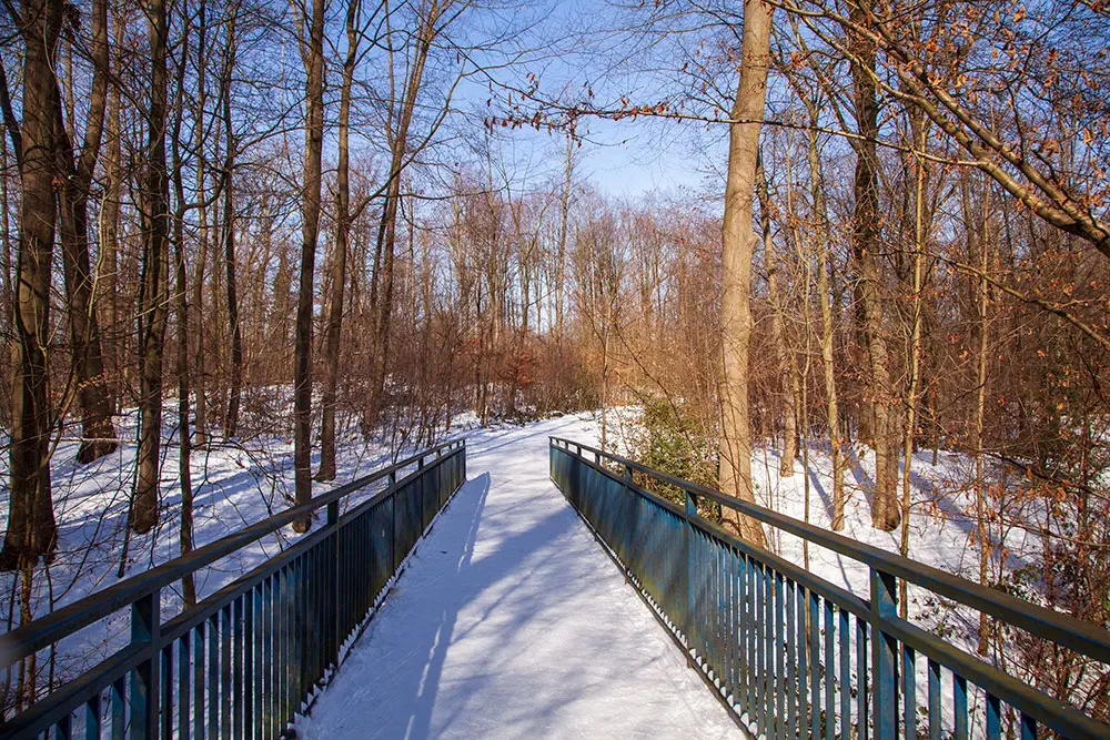 Blick ins Wald im Winter mit Schnee und blauem Himmel 