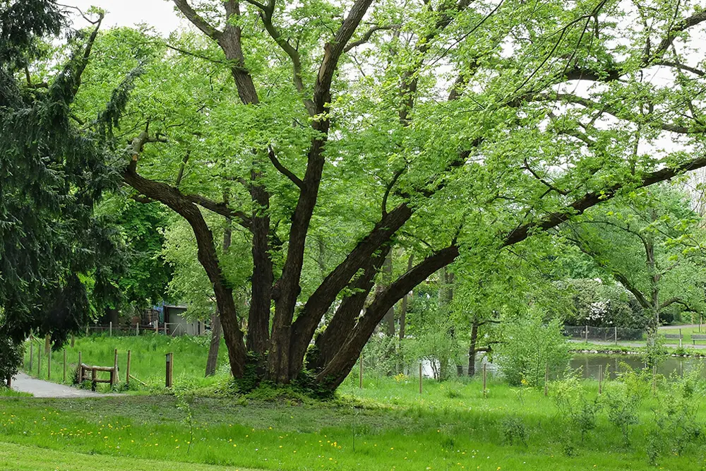Ein lauschiger Picknickplatz unter großen, alten Bäumen auf einer grünen Wiese im Volksgarten Essen-Kray mit einem Teich im Hintergrund.
